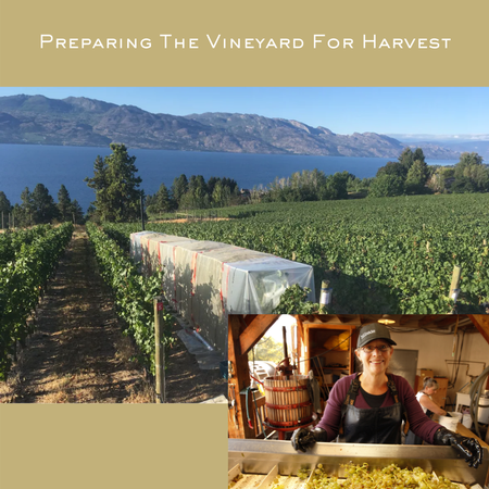 Preparing the Vineyard for Harvest